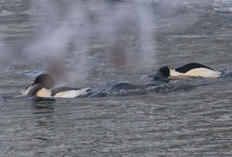 Рыбный день на Анграпе: в Черняховске застали на реке пиршество крохалей (фото) - Новости Калининграда | Фото: Юрий Таркин
