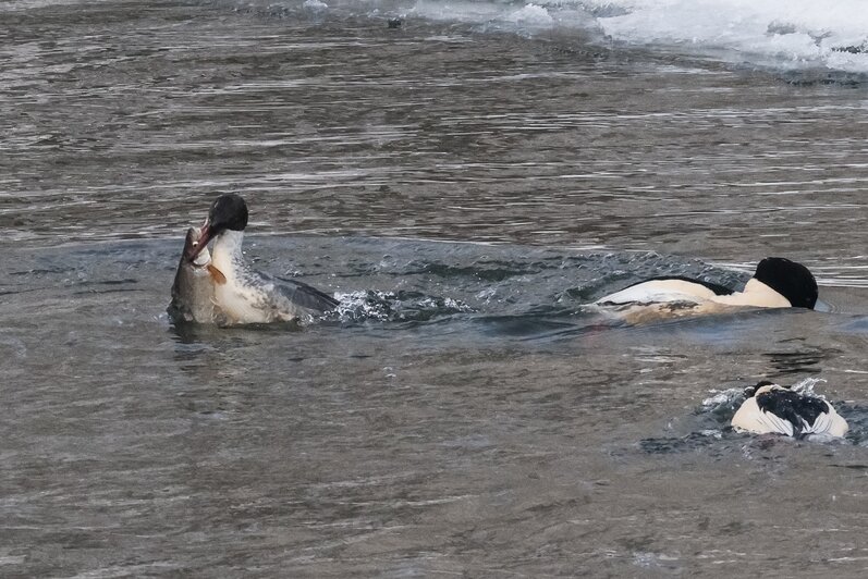 Рыбный день на Анграпе: в Черняховске застали на реке пиршество крохалей (фото) - Новости Калининграда | Фото: Юрий Таркин