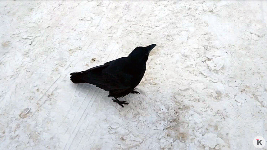 Похоже, что Фидель летит домой: потерявшегося ручного ворона заметили в Багратионовском районе (видео)   - Новости Калининграда | Скриншот видео: очевидец