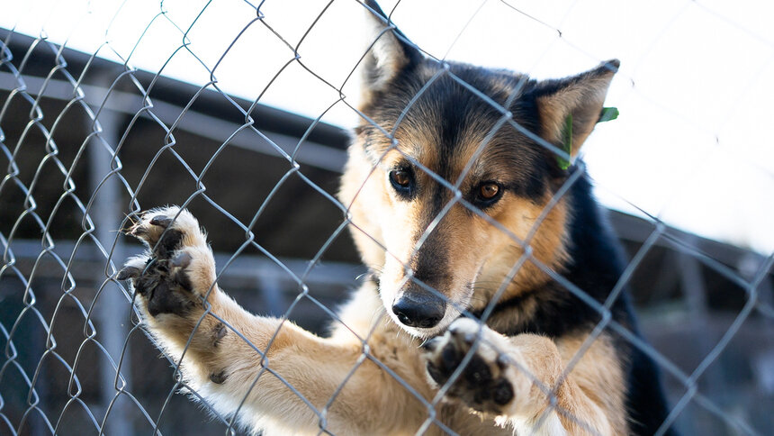 Из-за аномально холодной зимы в Калининградской области переполнены приюты для животных — зоозащитники - Новости Калининграда | Фото: архив «Клопс»