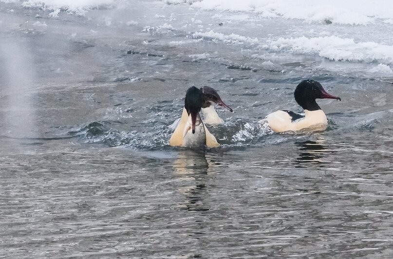 Рыбный день на Анграпе: в Черняховске застали на реке пиршество крохалей (фото) - Новости Калининграда | Фото: Юрий Таркин