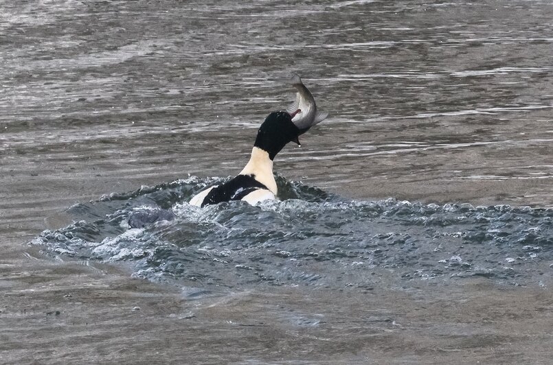Рыбный день на Анграпе: в Черняховске застали на реке пиршество крохалей (фото) - Новости Калининграда | Фото: Юрий Таркин