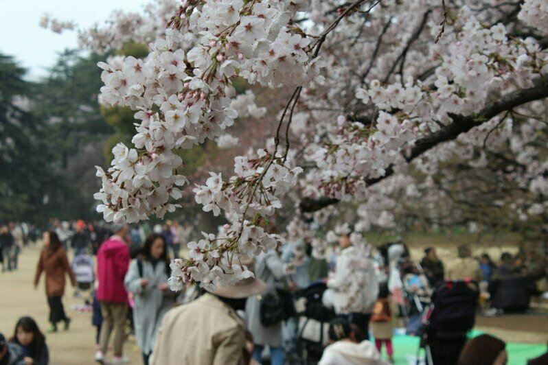 Учеба и жизнь в Японии помогли в создании собственного бренда.  | Фото: архив героя публикации
