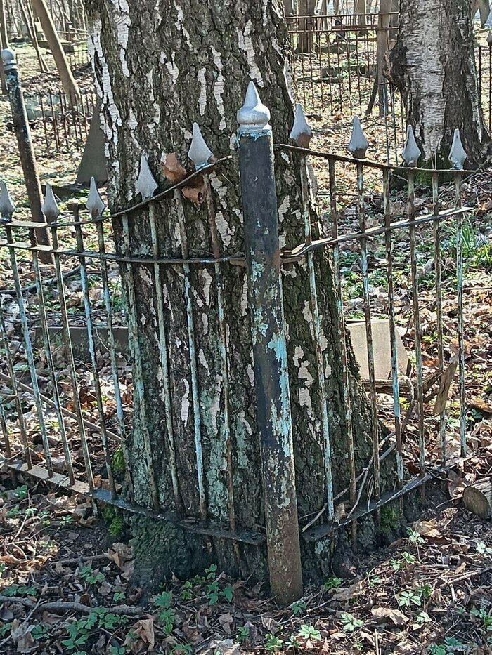 Из шести посаженных на могилах мальчиков берёзок на Камской сохранилась одна   | Фото: архив «(Не)забытого кладбища»