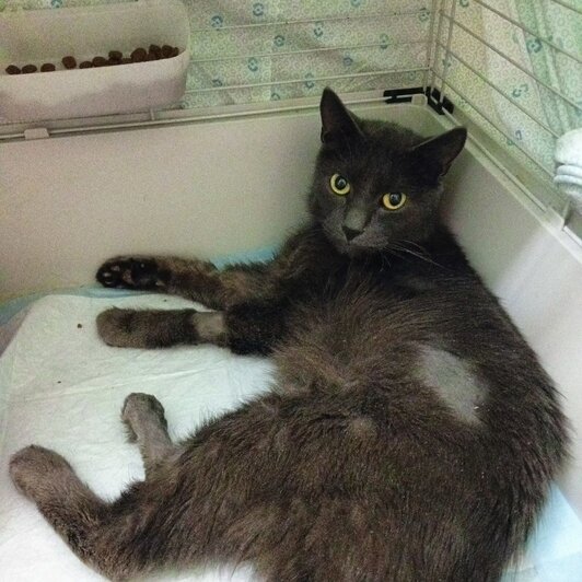 Из-за аномально холодной зимы в Калининградской области переполнены приюты для животных — зоозащитники - Новости Калининграда | Фото: сообщество «КОШКИН ДОМ 39 | приют | помощь бездомным кошкам» // «ВКонтакте»