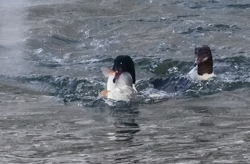 Рыбный день на Анграпе: в Черняховске застали на реке пиршество крохалей (фото) - Новости Калининграда | Фото: Юрий Таркин