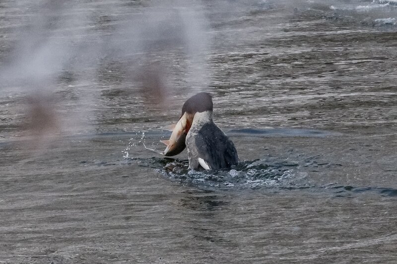 Рыбный день на Анграпе: в Черняховске застали на реке пиршество крохалей (фото) - Новости Калининграда | Фото: Юрий Таркин
