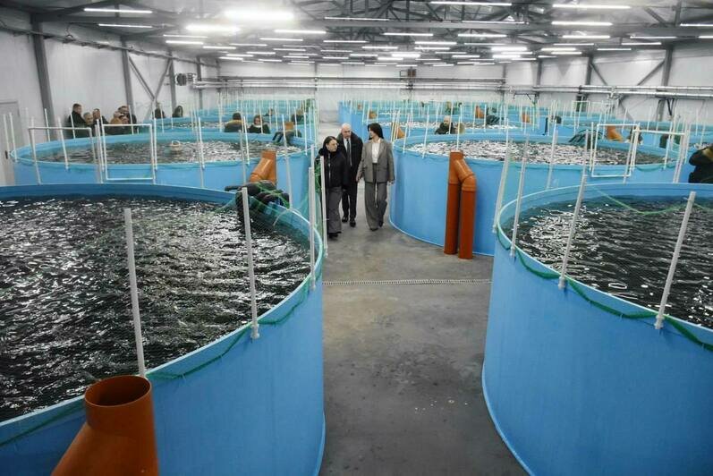 Под Гвардейском запустили самое большое в Калининградской области производство форели - Новости Калининграда | Фото: телеграм-канал Алексея Беспрозванных