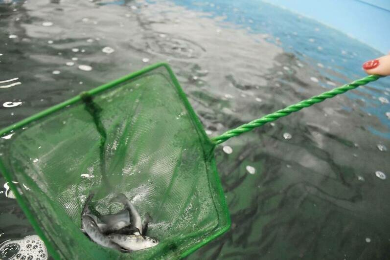 Под Гвардейском запустили самое большое в Калининградской области производство форели - Новости Калининграда | Фото: телеграм-канал Алексея Беспрозванных