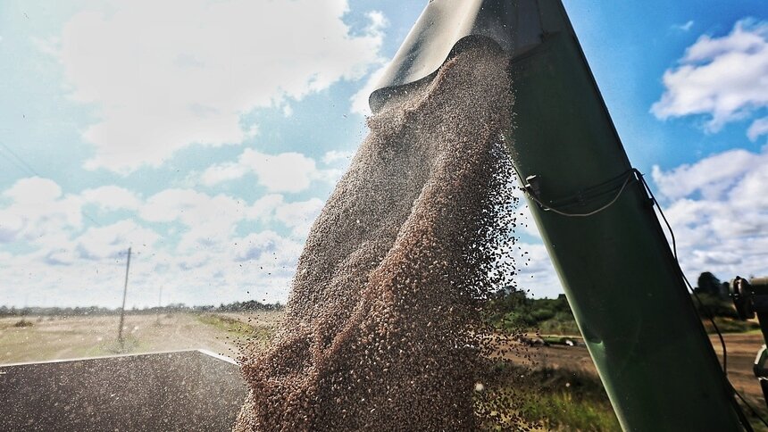Калининградскую пшеницу экспортируют на Чёрный континент - Новости Калининграда | Фото: Александр Подгорчук / Архив «Клопс»