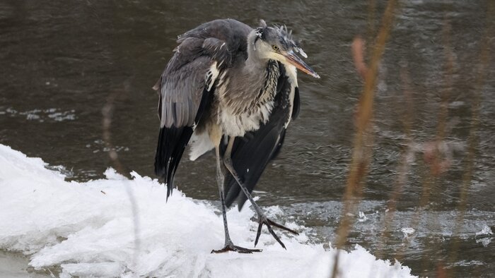 Рыбный день на Анграпе: в Черняховске застали на реке пиршество крохалей (фото) - Новости Калининграда | Фото: Юрий Таркин