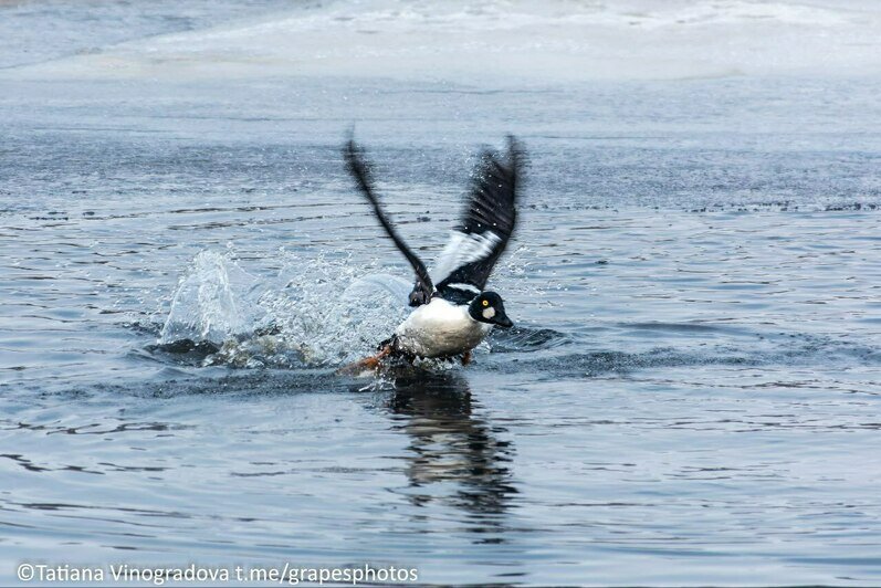 В Полесске заметили прирождённого ныряльщика, который выталкивает своих птенцов из дупла и отдаёт в детсад (фото) - Новости Калининграда | Фото: Татьяна Виноградова