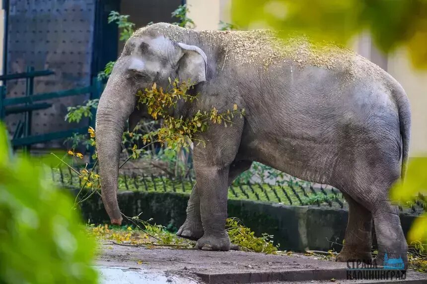 В зоопарке может появиться памятник слонихе Преголе | Фото: архив «СК»