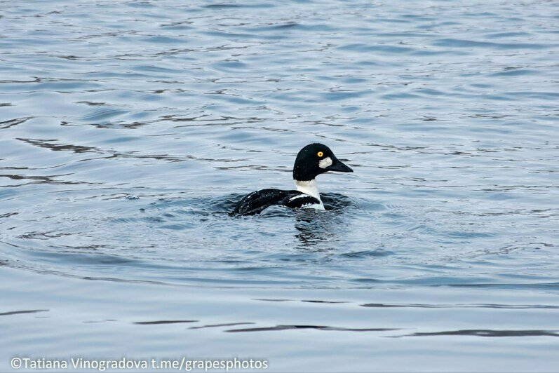 В Полесске заметили прирождённого ныряльщика, который выталкивает своих птенцов из дупла и отдаёт в детсад (фото) - Новости Калининграда | Фото: Татьяна Виноградова