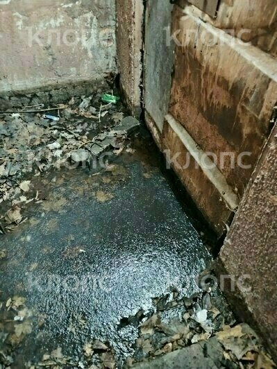 «Живём как в общественном туалете»: дом на Пионерской в Калининграде страдает от фекалий в подвале (видео)   - Новости Калининграда | Фото: очевидцы