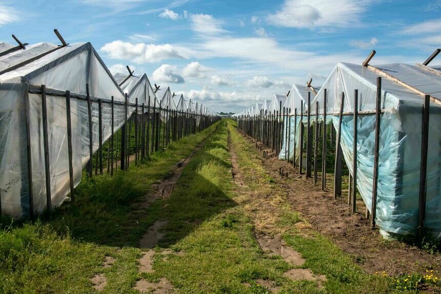 В теплицу рассаду высаживают в начале мая, поэтому семена высевают в конце февраля — начале марта. | Фото: архив «СК»