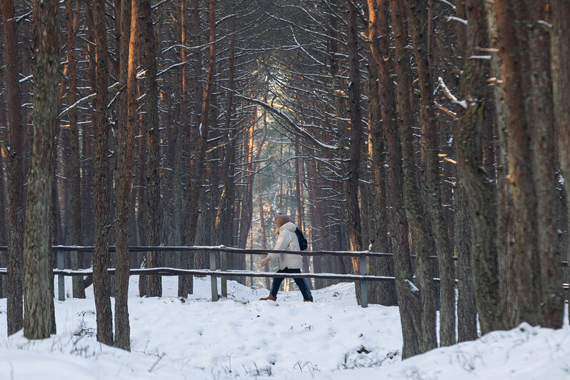 Коса без Калины: как живёт нацпарк, директора которого обвиняют в незаконной вырубке (фото)   - Новости Калининграда | Фото: Александр Подгорчук / «Клопс»