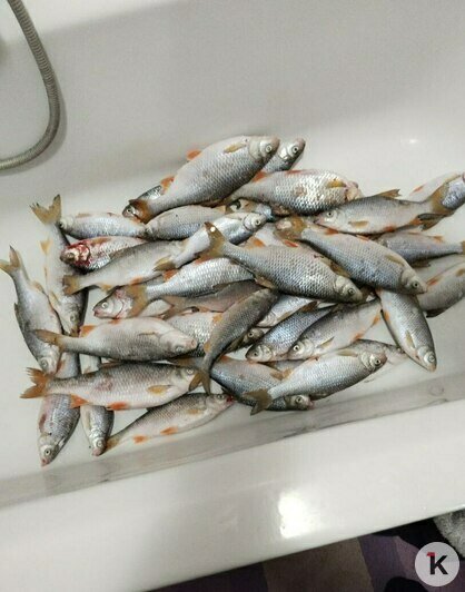 Лещи вместо рядовок: грибники из Калининграда переключились на подлёдный лов (фото, видео)   - Новости Калининграда | Фото: Николай Смирнов