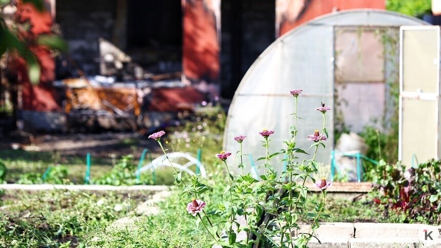 Конфликты уменьшатся, а в генплане Калининграда может быть «сюрприз»: глава Союза садоводов области — о новшествах для СНТ   - Новости Калининграда | Фото: Александр Подгорчук / Архив «Клопс»