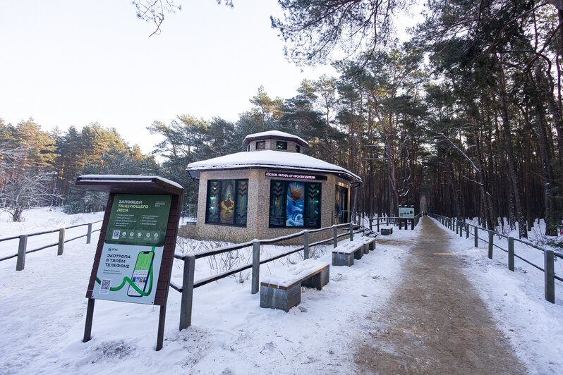 Коса без Калины: как живёт нацпарк, директора которого обвиняют в незаконной вырубке (фото)   - Новости Калининграда | Фото: Александр Подгорчук / «Клопс»