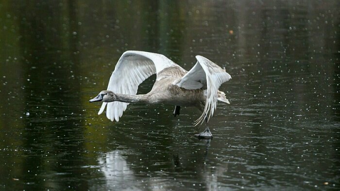 Если не готов голодать, надо уходить из профессии: читайте в «Стране Калининград» - Новости Калининграда | Фото: Александр Мелехов