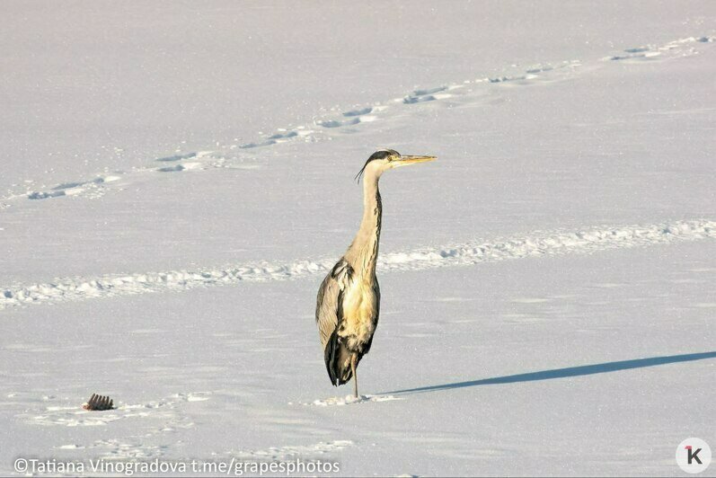 Ворона и цапля поспорили из-за добычи и попали в кадр на Нижнем озере (фото)   - Новости Калининграда | Фото: Татьяна Виноградова