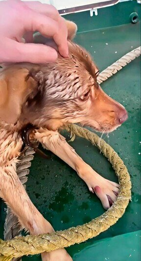 В Калининградском канале моряки вытащили собаку из ледяной ловушки - Новости Калининграда | Фото: пресс-служба «Росморпорта»