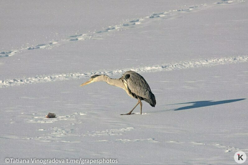 Ворона и цапля поспорили из-за добычи и попали в кадр на Нижнем озере (фото)   - Новости Калининграда | Фото: Татьяна Виноградова