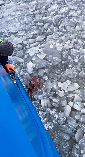 В Калининградском канале моряки вытащили собаку из ледяной ловушки - Новости Калининграда | Фото: пресс-служба «Росморпорта»