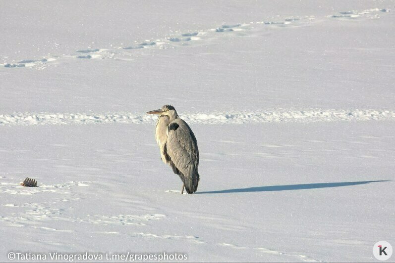 Ворона и цапля поспорили из-за добычи и попали в кадр на Нижнем озере (фото)   - Новости Калининграда | Фото: Татьяна Виноградова