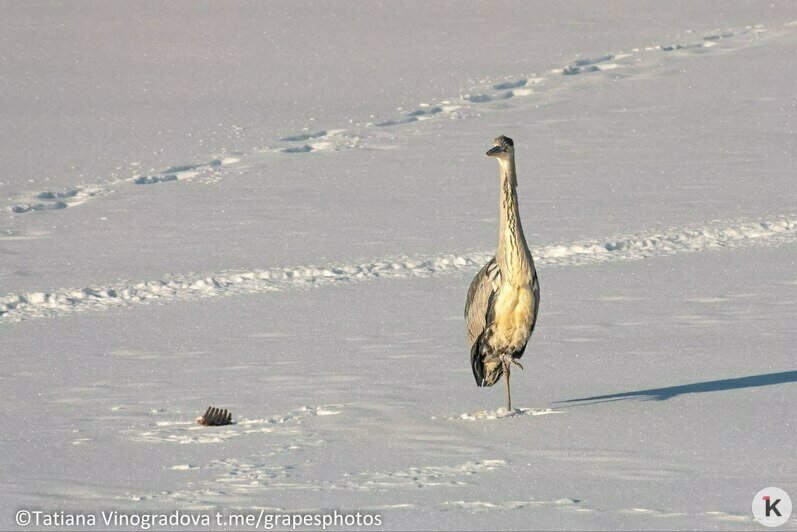Ворона и цапля поспорили из-за добычи и попали в кадр на Нижнем озере (фото)   - Новости Калининграда | Фото: Татьяна Виноградова