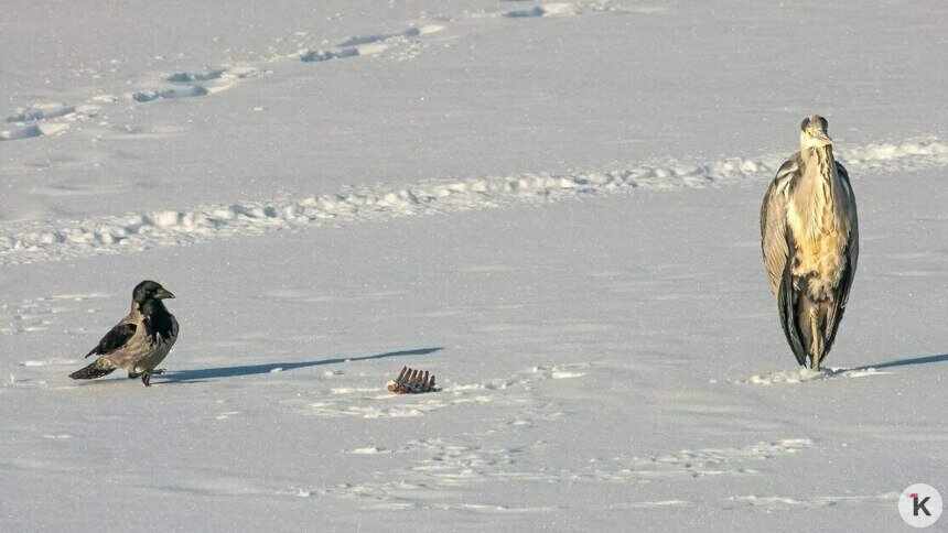 Ворона и цапля поспорили из-за добычи и попали в кадр на Нижнем озере (фото)   - Новости Калининграда | Фото: Татьяна Виноградова