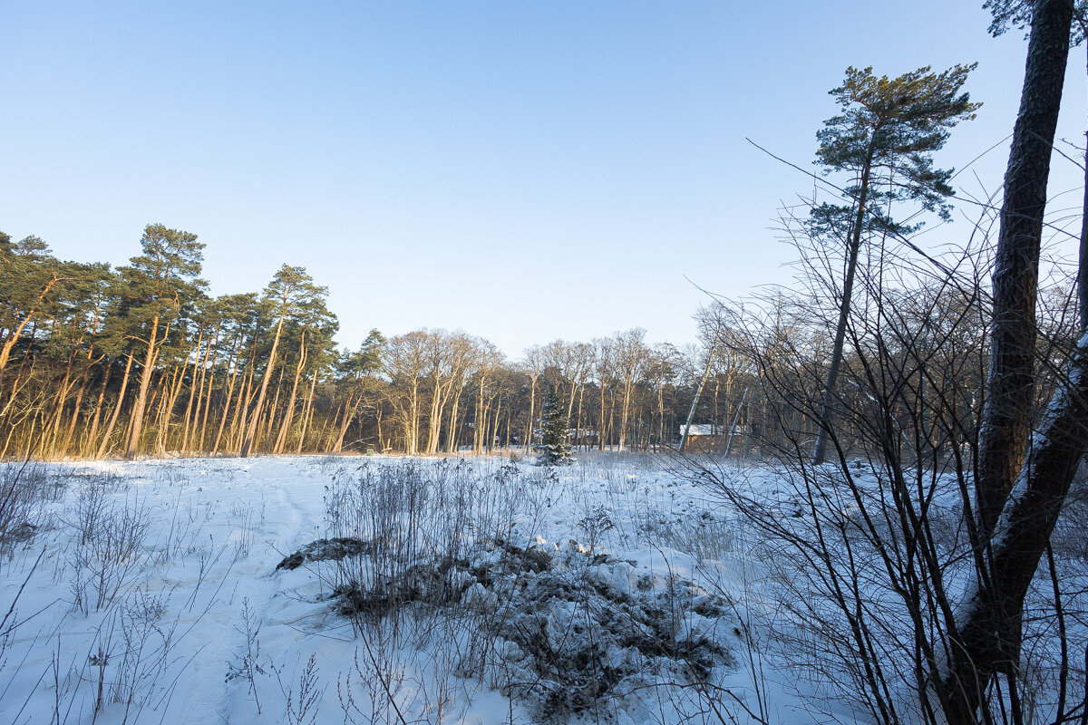Коса без Калины: как живёт нацпарк, директора которого обвиняют в незаконной вырубке (фото)   - Новости Калининграда | Фото: Александр Подгорчук / «Клопс»