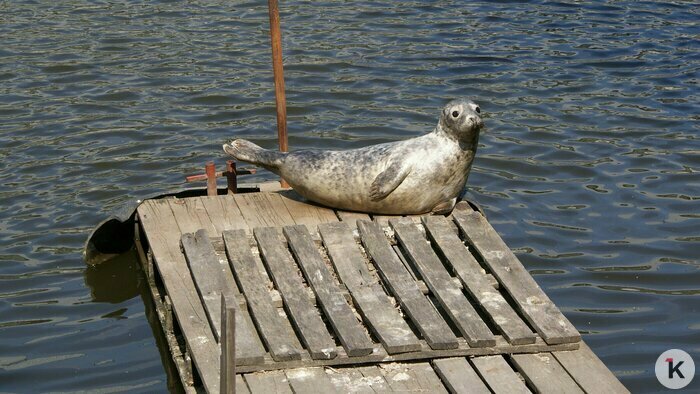 Охота на покемонов, голый перформанс и тюлень в Преголе: чем запомнился для калининградцев 2016 год (фото)  - Новости Калининграда | Фото: Александр Подгорчук / Архив «Клопс»