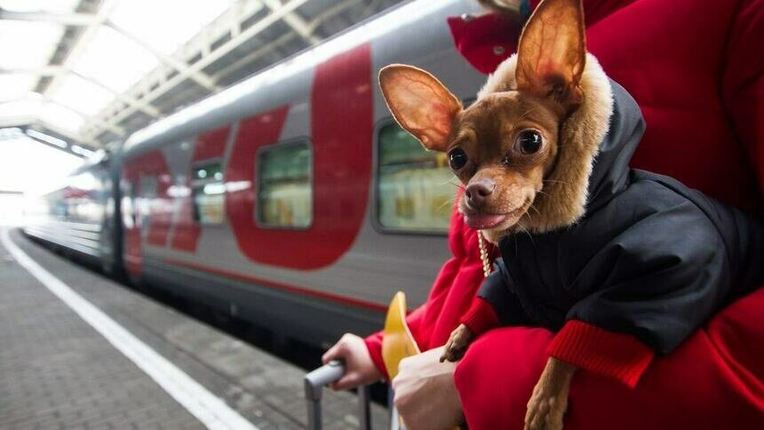 Усы, лапы, хвост и другие документы: куда путешествовали калининградские кошки и собаки в январе - Новости Калининграда | Фото: Александр Подгорчук / Архив «Клопс»