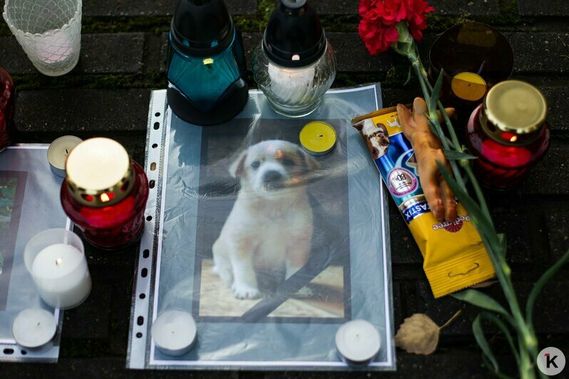 Охота на покемонов, голый перформанс и тюлень в Преголе: чем запомнился для калининградцев 2016 год (фото)  - Новости Калининграда | Фото: Александр Подгорчук / Архив «Клопс»