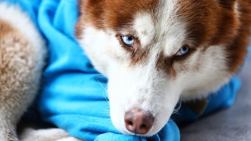 «Заранее никогда не угадаешь»: сколько в Калининграде дог-френдли заведений и что о них нужно знать - Новости Калининграда | Фото: архив «Клопс»