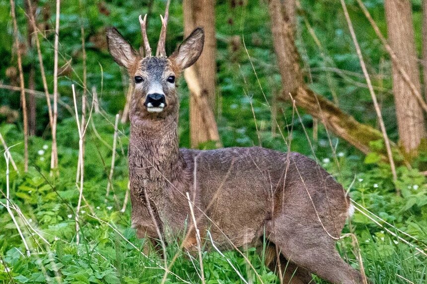 По итогам мониторинга за прошлый год в Калининградской области стало больше диких животных.  | Фото: пресс-служба правительства Калининградской области