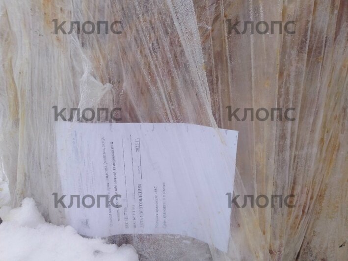 Почти тонна тухляка: в лесу под Калининградом выбросили гору мясных отходов (фото)   - Новости Калининграда | Фото: очевидцы