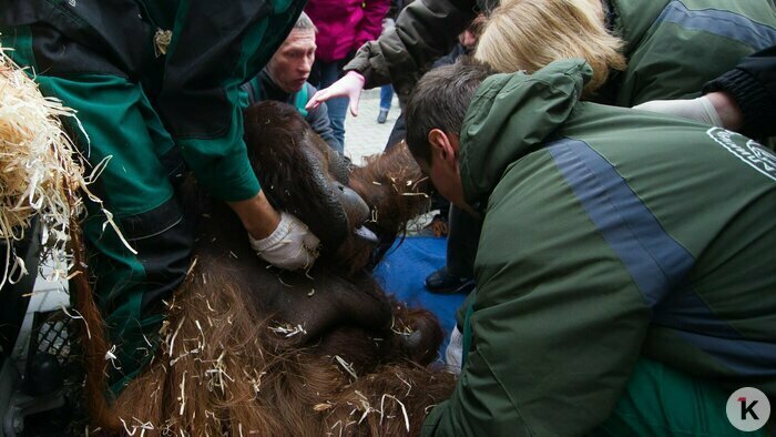 Охота на покемонов, голый перформанс и тюлень в Преголе: чем запомнился для калининградцев 2016 год (фото)  - Новости Калининграда | Фото: Александр Подгорчук / Архив «Клопс»