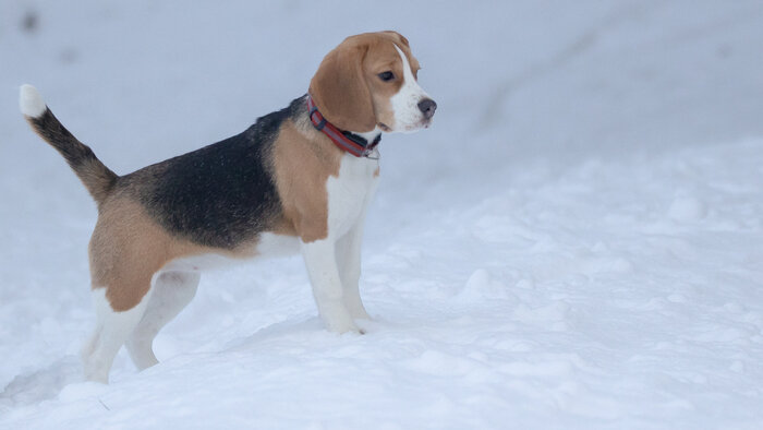 «Заранее никогда не угадаешь»: сколько в Калининграде дог-френдли заведений и что о них нужно знать - Новости Калининграда | Фото: архив «Клопс»