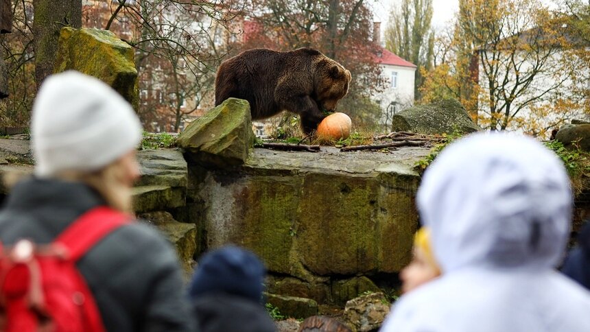 В Калининградском зоопарке рассказали, какое будущее уготовано старому медвежатнику - Новости Калининграда | Фото: Александр Подгорчук / Архив «Клопс»