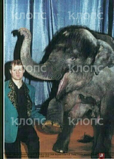 Перенесла уникальную операцию и попала в кадр с Жириновским: чем известна дочка слонихи Преголи (фото)  - Новости Калининграда | Архивные фото предоставил театр «Уголок дедушки Дурова»