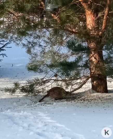 «Из кустов вышла огромная курица»: в светлогорском дворе жители подкармливают приблудившегося фазана (фото, видео)   - Новости Калининграда | Фото: Тамара
