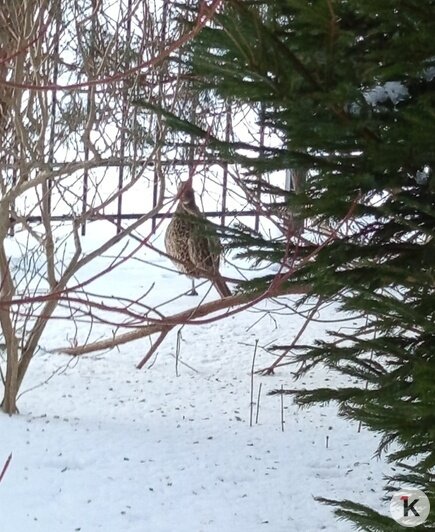 «Из кустов вышла огромная курица»: в светлогорском дворе жители подкармливают приблудившегося фазана (фото, видео)   - Новости Калининграда | Фото: Тамара