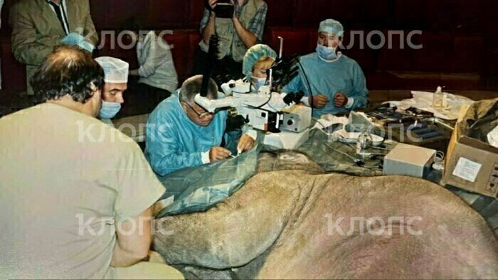 Перенесла уникальную операцию и попала в кадр с Жириновским: чем известна дочка слонихи Преголи (фото)  - Новости Калининграда | Архивные фото предоставил театр «Уголок дедушки Дурова»