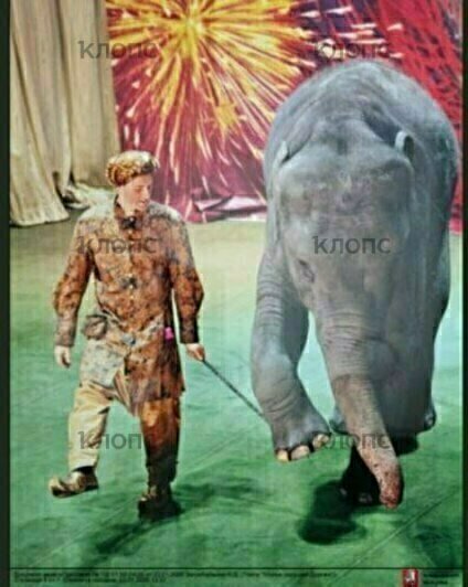 Перенесла уникальную операцию и попала в кадр с Жириновским: чем известна дочка слонихи Преголи (фото)  - Новости Калининграда | Архивные фото предоставил театр «Уголок дедушки Дурова»