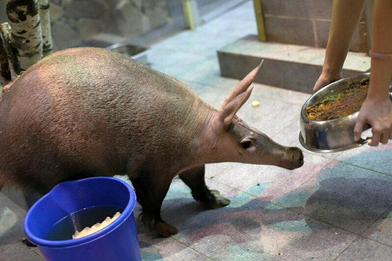 Самый известный и милый калининградский соня получил на день рождения коробку червяков (видео) - Новости Калининграда | Фото: Калининградский зоопарк