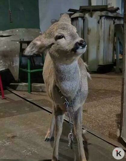 Калининградцы нашли и приютили у себя в мастерской замерзавшую косулю (видео)   - Новости Калининграда | Фото: читатель «Клопс»