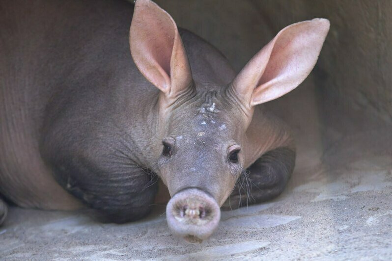 Самый известный и милый калининградский соня получил на день рождения коробку червяков (видео) - Новости Калининграда | Фото: Калининградский зоопарк